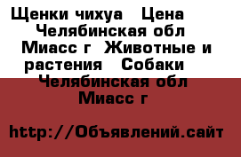 Щенки чихуа › Цена ­ 1 - Челябинская обл., Миасс г. Животные и растения » Собаки   . Челябинская обл.,Миасс г.